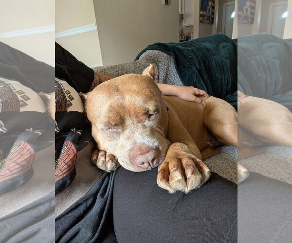 Medium Photo #4 American Pit Bull Terrier Puppy For Sale in Virginia Beach, VA, USA