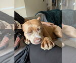 Small #3 American Pit Bull Terrier