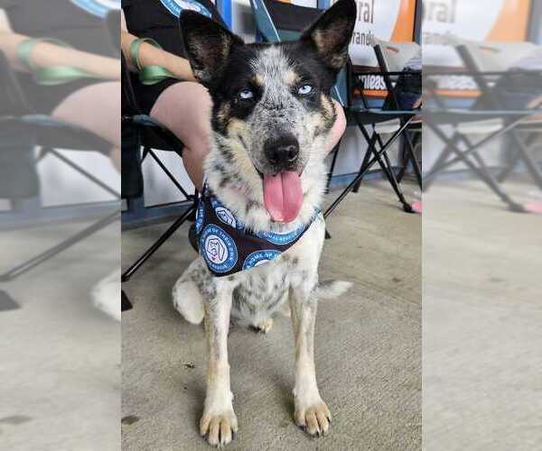 Medium Photo #19 Siberian Husky-Unknown Mix Puppy For Sale in Bethesda, MD, USA
