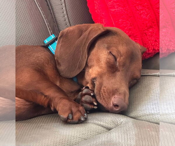 Medium Photo #4 Dachshund Puppy For Sale in Lee's Summit, MO, USA