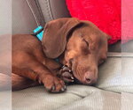 Small #3 Dachshund