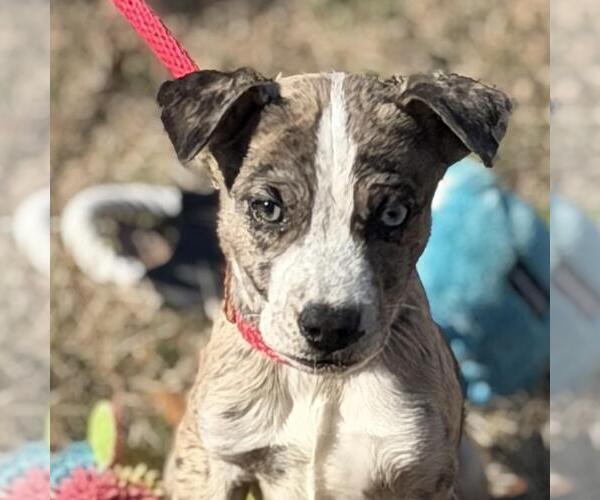 Medium Photo #1 Border-Aussie Puppy For Sale in Yardley, PA, USA