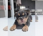 Puppy Lucky English Bulldog