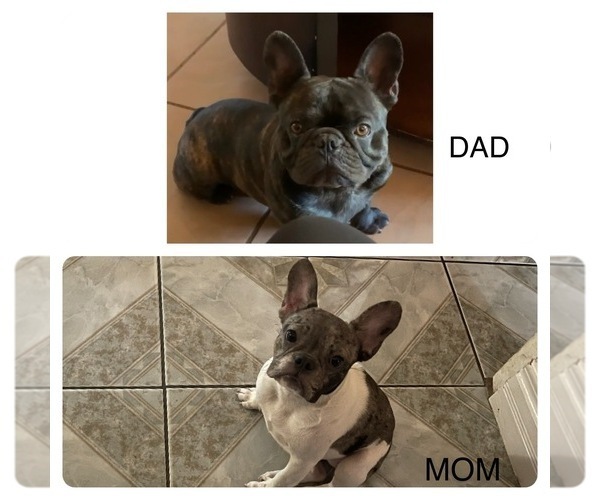 Medium Photo #1 French Bulldog Puppy For Sale in STRATHMORE, CA, USA
