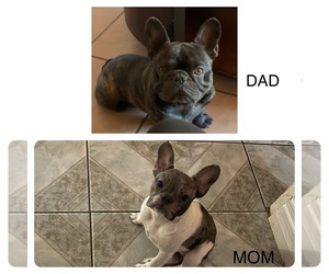 Father of the French Bulldog puppies born on 08/09/2022