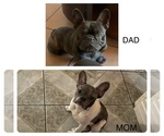 Small Photo #1 French Bulldog Puppy For Sale in STRATHMORE, CA, USA
