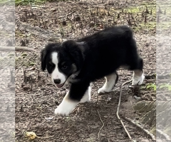 Medium Photo #22 Miniature Australian Shepherd Puppy For Sale in E LAURINBURG, NC, USA