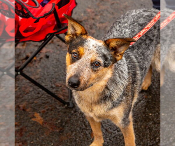 Medium Photo #12 Mutt Puppy For Sale in Canton, CT, USA