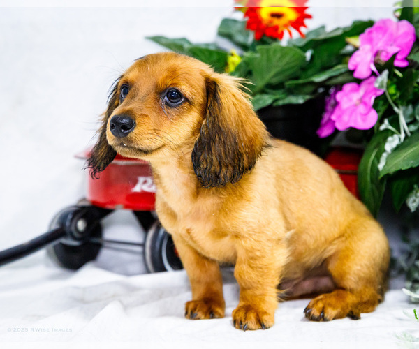 Medium Photo #6 Dachshund Puppy For Sale in WAKARUSA, IN, USA