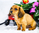 Small #5 Dachshund