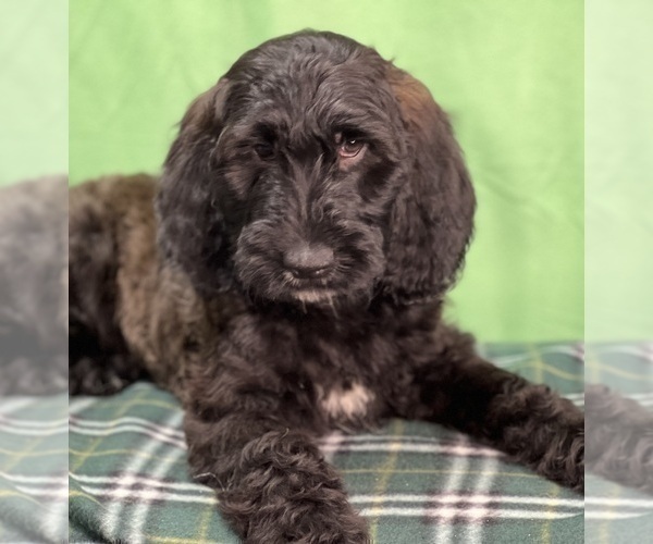 Medium Photo #3 Irish Doodle Puppy For Sale in DUNDEE, OH, USA