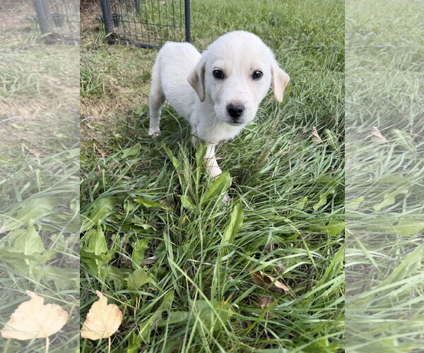 Medium Photo #4  Puppy For Sale in , 