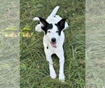Small #4 Mutt