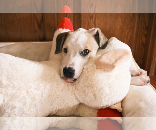 Medium Photo #13 Mutt Puppy For Sale in Sandy, UT, USA