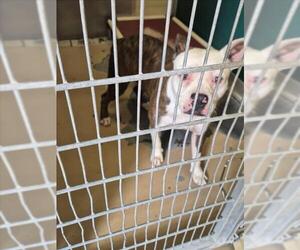 Mutt Dogs for adoption in Texas City, TX, USA