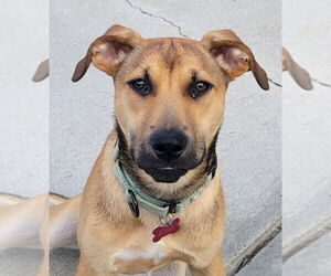 Labrador Retriever-Unknown Mix Dogs for adoption in Boston, MA, USA