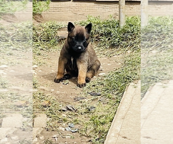 Medium Photo #13 Belgian Malinois Puppy For Sale in GARDENA, CA, USA