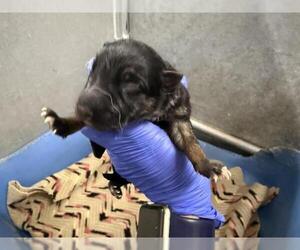 German Shepherd Dog Dogs for adoption in HESPERIA, CA, USA
