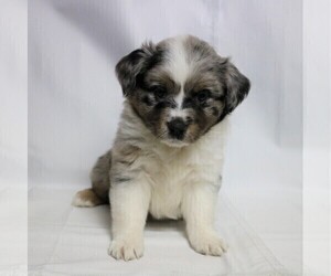 Miniature Australian Shepherd Puppy for sale in MILTON, FL, USA