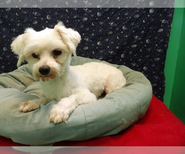 Medium Photo #4 Maltese Puppy For Sale in PATERSON, NJ, USA