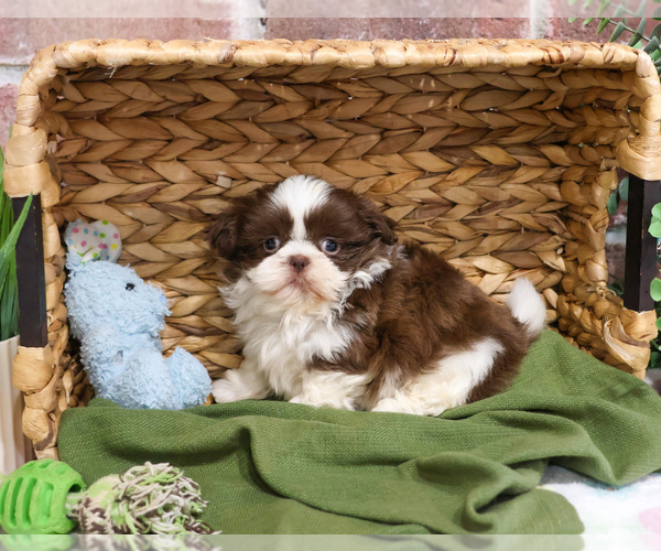 Medium Photo #2 Shih Tzu Puppy For Sale in SYRACUSE, IN, USA