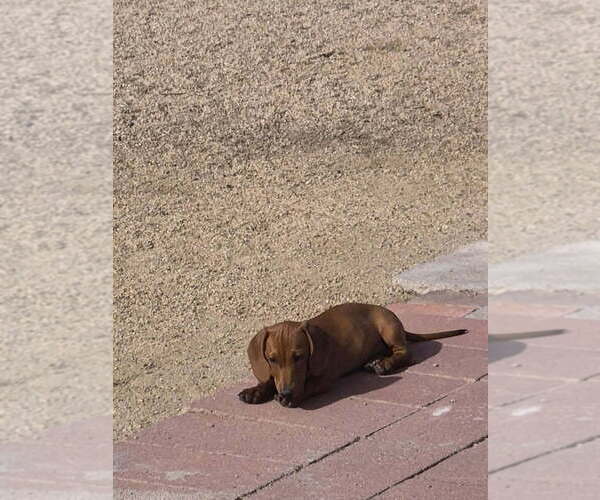 Medium Photo #3 Dachshund Puppy For Sale in PHOENIX, AZ, USA