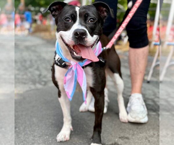 Medium Photo #31 Mutt Puppy For Sale in Canton, CT, USA