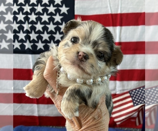 Medium Photo #5 Chihuahua Puppy For Sale in NEWVILLE, PA, USA