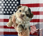 Small #4 Chihuahua