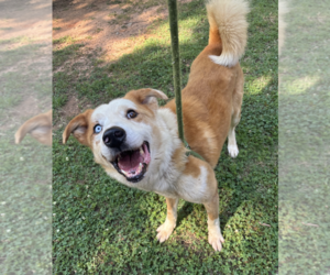 Australian Shepherd-Retriever  Mix Dogs for adoption in Decatur, GA, USA