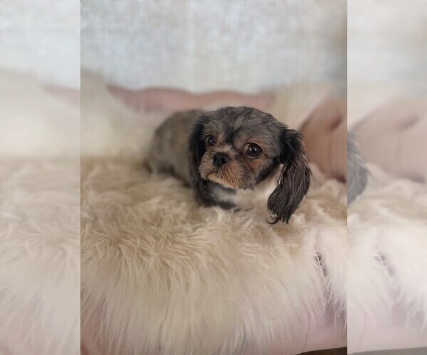 Medium Photo #3 Shih Tzu Puppy For Sale in STUART, FL, USA