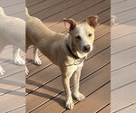 Small Boxer-Shiba Inu Mix