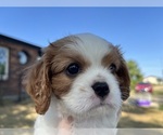 Puppy Gwennie Cavalier King Charles Spaniel