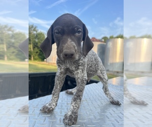 German Shorthaired Pointer Puppy for sale in WARSAW, NC, USA