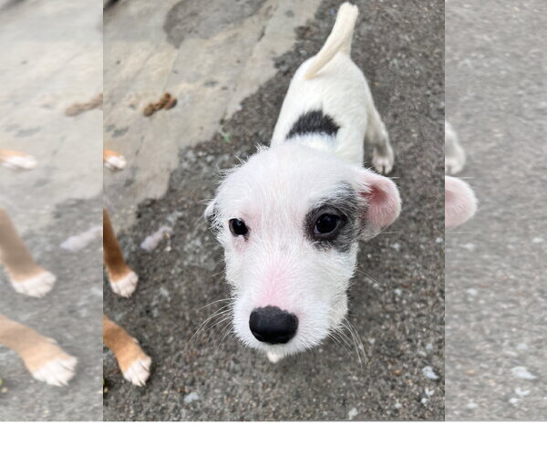 Medium Photo #3 Mutt Puppy For Sale in Tracy City, TN, USA
