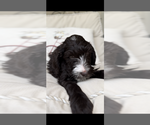 Puppy Peony Golden Mountain Doodle 