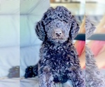 Puppy 6 Goldendoodle