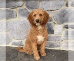 Small Photo #1 Goldendoodle (Miniature) Puppy For Sale in LITITZ, PA, USA