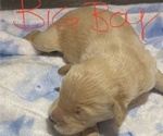 Small Photo #3 Golden Retriever-Goldendoodle Mix Puppy For Sale in SEASIDE, OR, USA