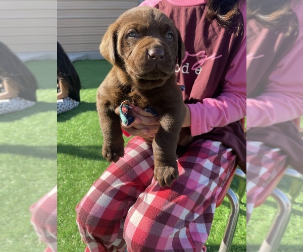 Medium Photo #4 Labrador Retriever Puppy For Sale in STOCKTON, CA, USA