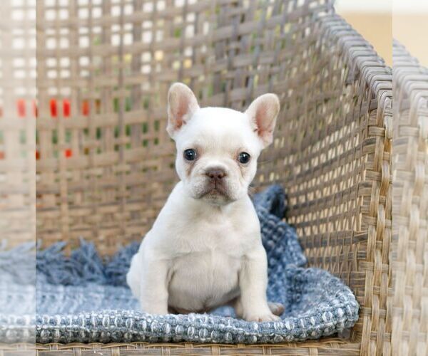 Medium Photo #1 French Bulldog Puppy For Sale in HONEY BROOK, PA, USA