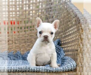 French Bulldog Puppy for sale in HONEY BROOK, PA, USA