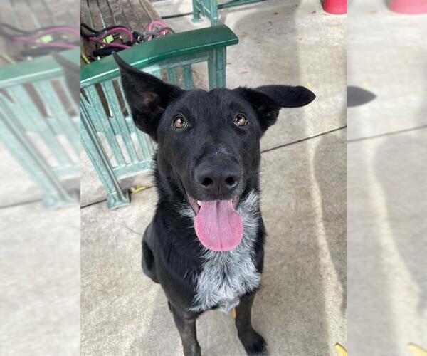 Medium Photo #1 Border Collie-Unknown Mix Puppy For Sale in Lodi, CA, USA
