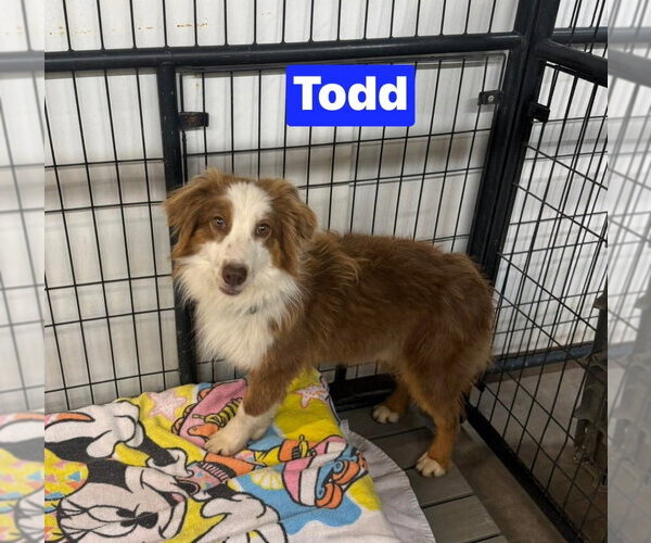 Medium Photo #5 Australian Shepherd Puppy For Sale in Foristell, MO, USA