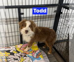 Small #4 Australian Shepherd