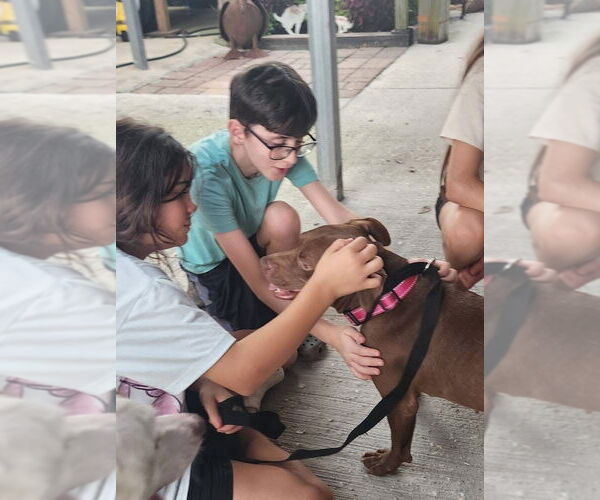 Medium Photo #14 American Pit Bull Terrier-Unknown Mix Puppy For Sale in Oakhurst, NJ, USA