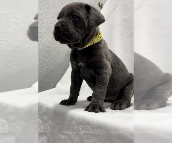 Medium Photo #1 Cane Corso Puppy For Sale in MANTECA, CA, USA