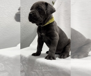 Cane Corso Puppy for sale in MANTECA, CA, USA