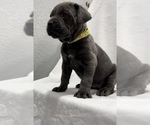 Small Photo #1 Cane Corso Puppy For Sale in MANTECA, CA, USA