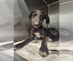 Small #2 Mutt